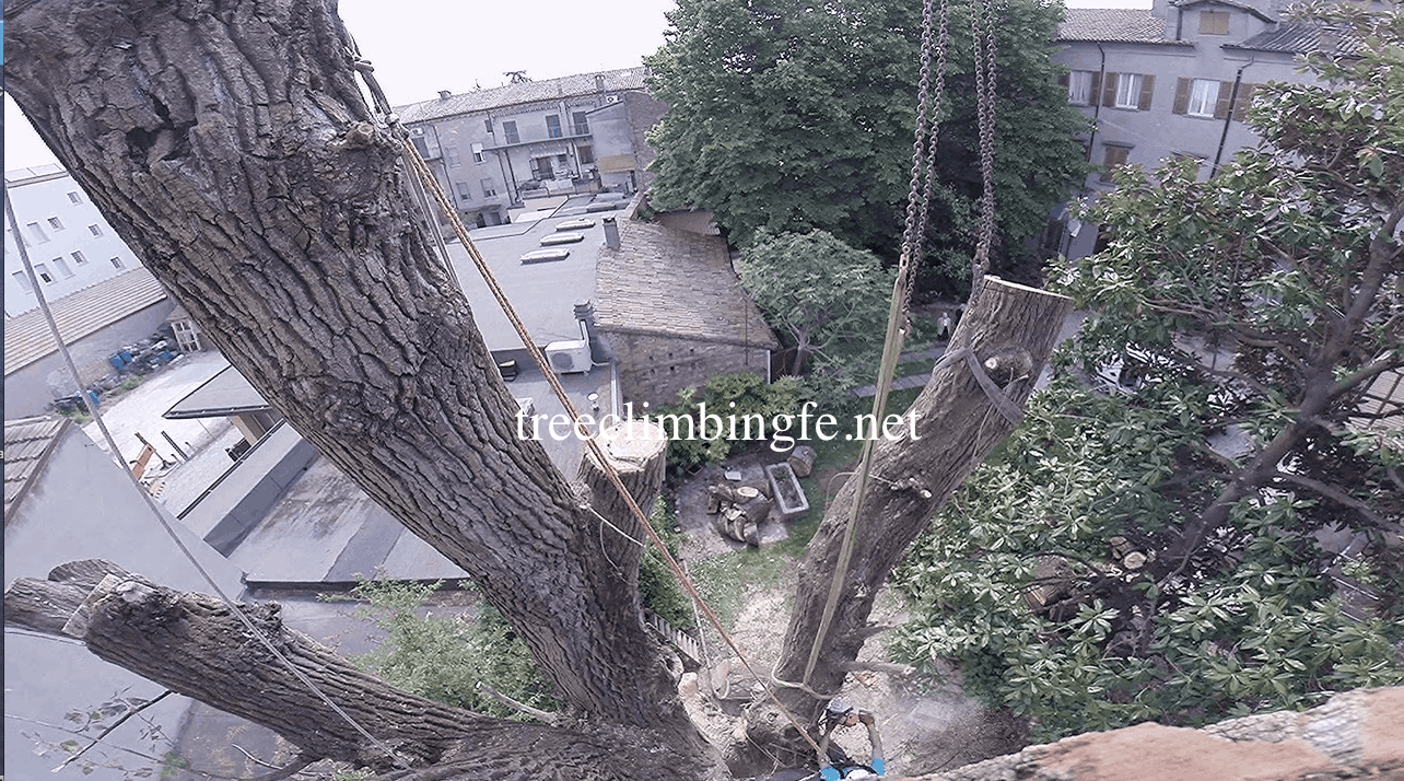 Tree Climbing Ferrara - Arboricoltura Perelli: abbattimenti controllati