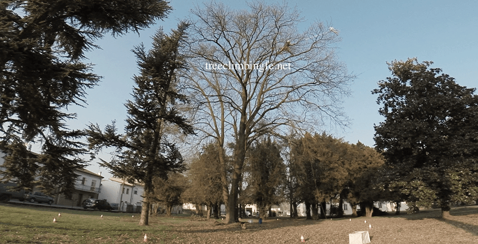Tree Climbing Ferrara - Arboricoltura Perelli: dimostrazioni di tree climbing