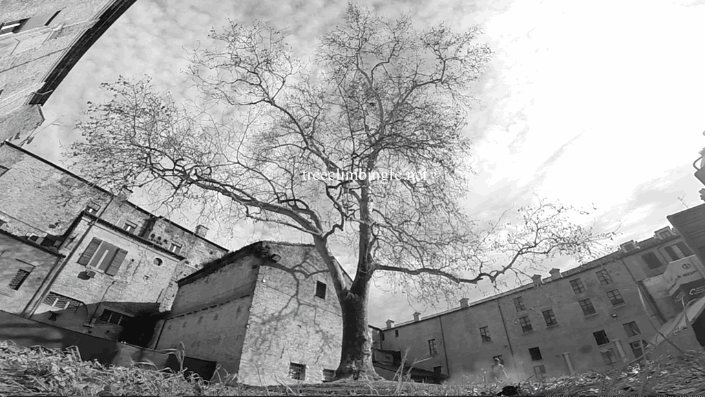 Tree Climbing Ferrara - Arboricoltura Perelli: potatura