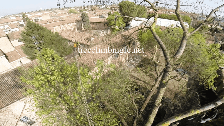 Tree Climbing Ferrara - Arboricoltura Perelli: tree climbing